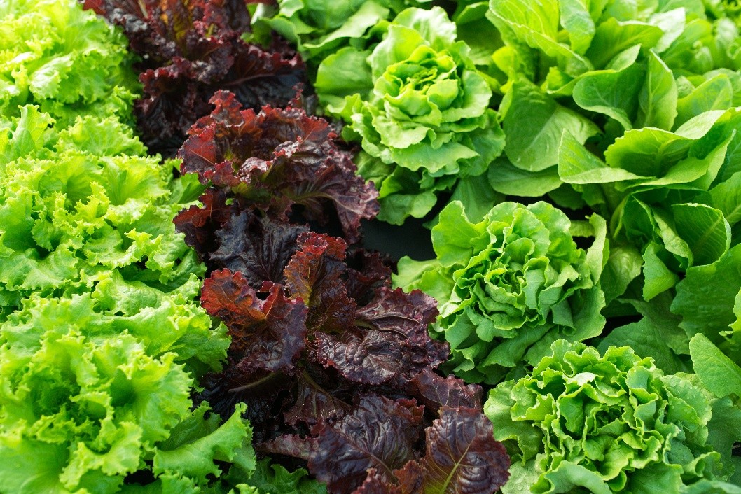 A close-up of lettuce. 