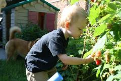 Raspberry Picking 2